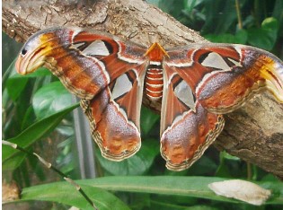 The Most Popular Botanical Garden